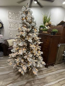 New Christmas 🎄 trees 🌲