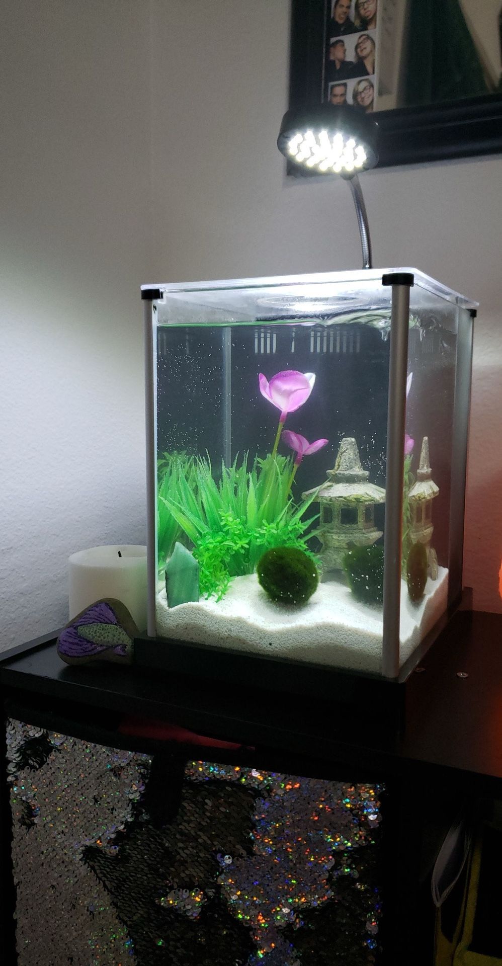 Fluval SPEC 2.6 Gal Fish tank