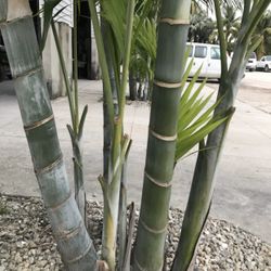 Dypsis pembana, Pemba Palm (7 gallon size)