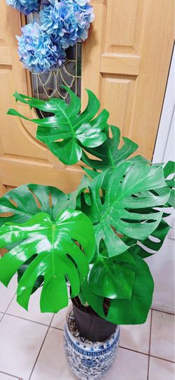 Monstera Deliciosa Plants