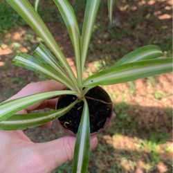 Variegated Spider plant 