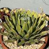 Cactuswheels