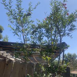 Plant For Sale