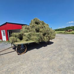 Alfalfa