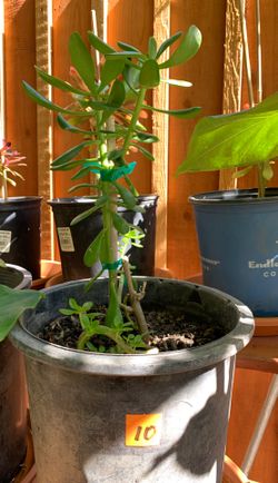 Jade plant