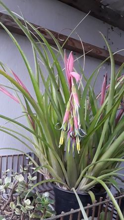 Flowering Bromeliad Plant
