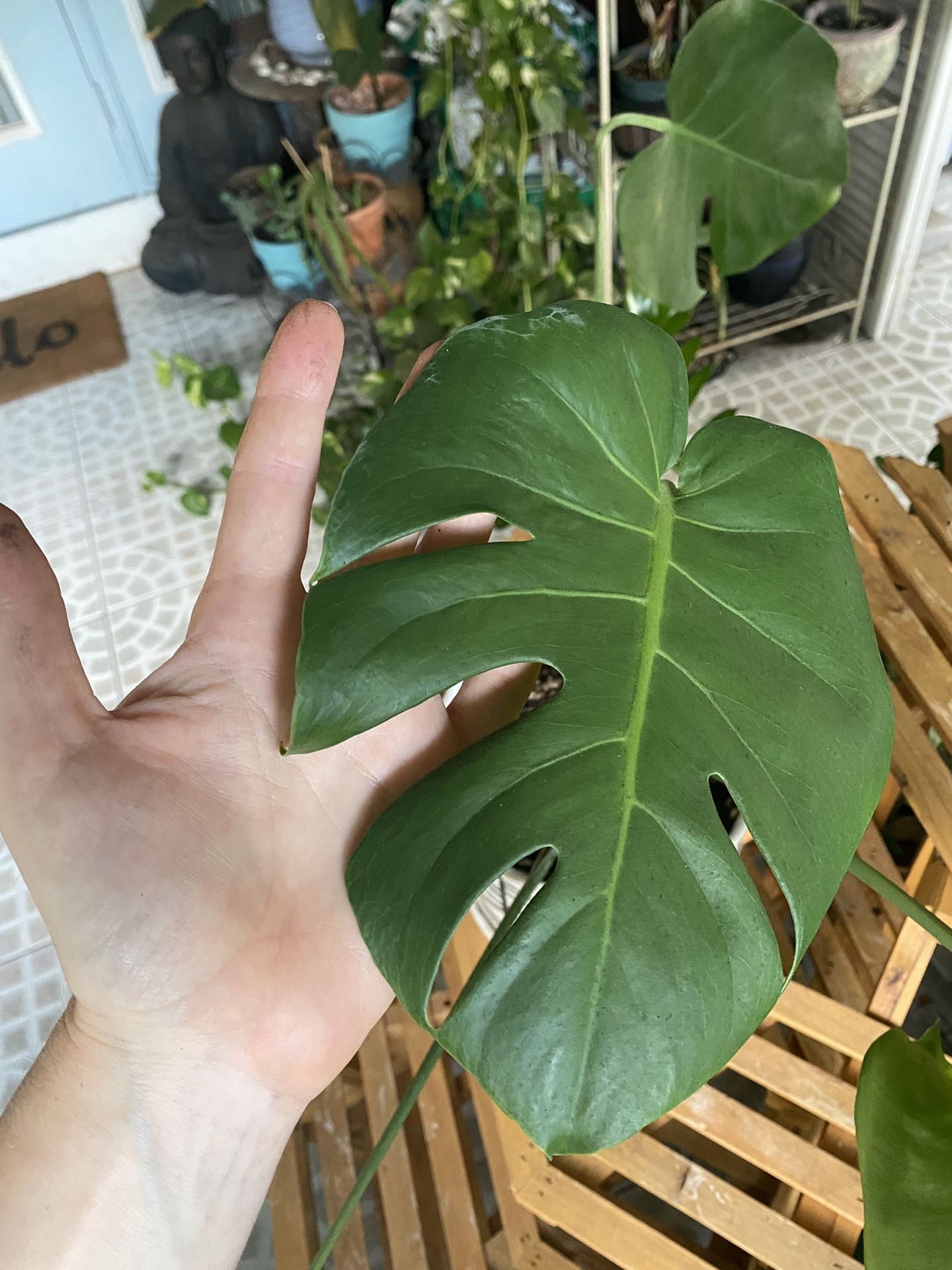 Monstera Plant in Ceramic Pot