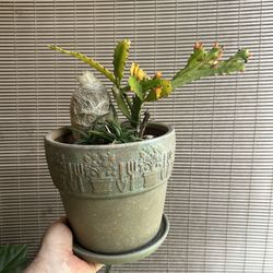 Mixed cactus potted plants