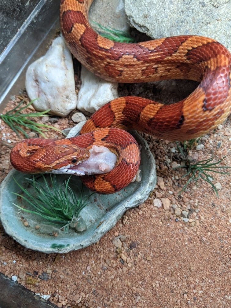 Reptile Enclosure's