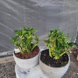 Lucky Bamboo Plant 8" Pot $10 Each 