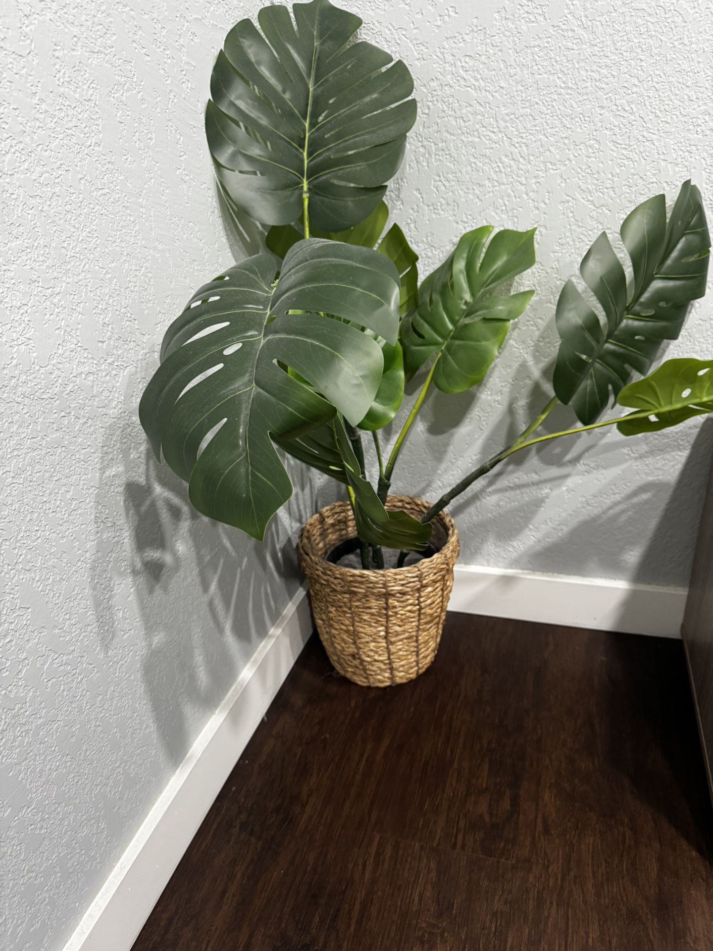 Plant
