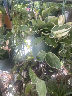 Hoya Krimson Queen Three Color In 6” Pot Hanging.