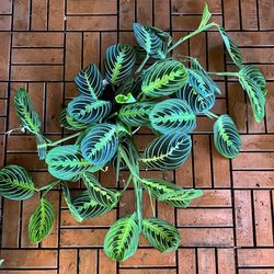 Lemon Lime Prayer Plant Houseplant 