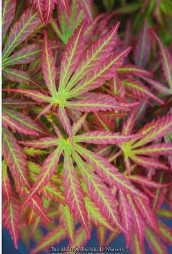 ‘Orion’ Dwarf Japanese Maple Trees —