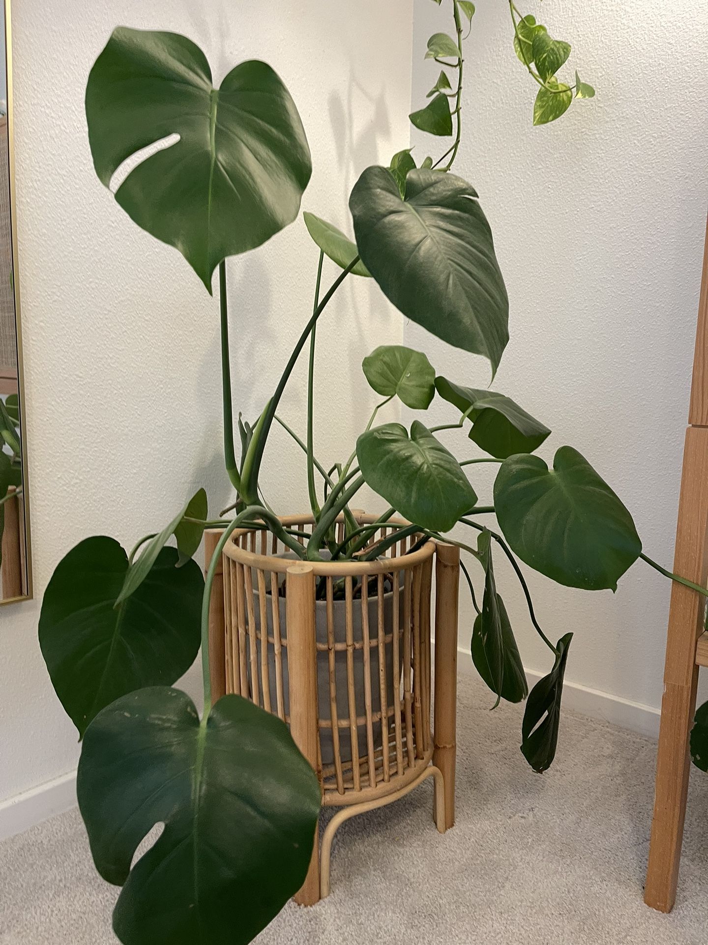 Monstera Plant