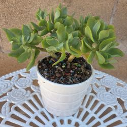 Decoration Suculent Plant 