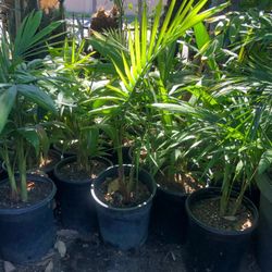 Beautiful King Palm $15 each