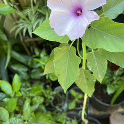 Gloria De La Mañana Rosa/ Arbusto