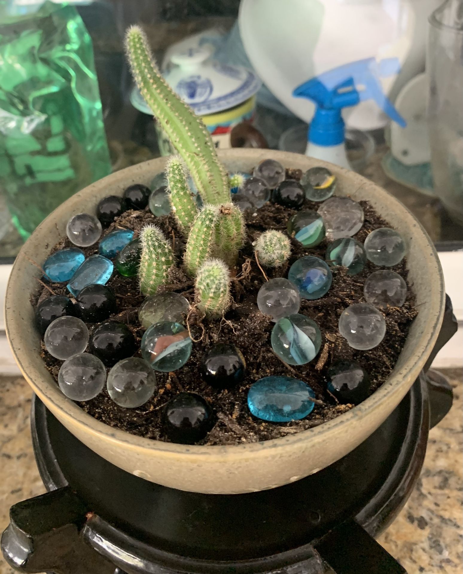 Succulents  And Cactus  On Ceramic  Pots