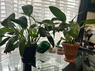 Plants  peace lily