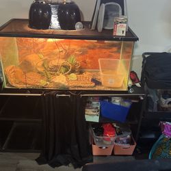 Bearded Dragon With Tank And Bottom Shelf To Sit On
