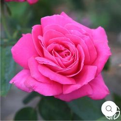 Miss All-American Beauty Hybrid Tea Rose Plant 
