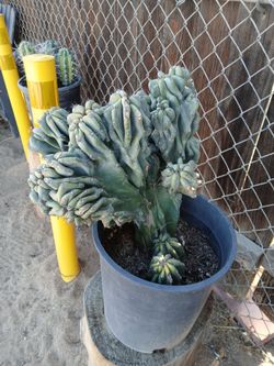 Cactus monstrose