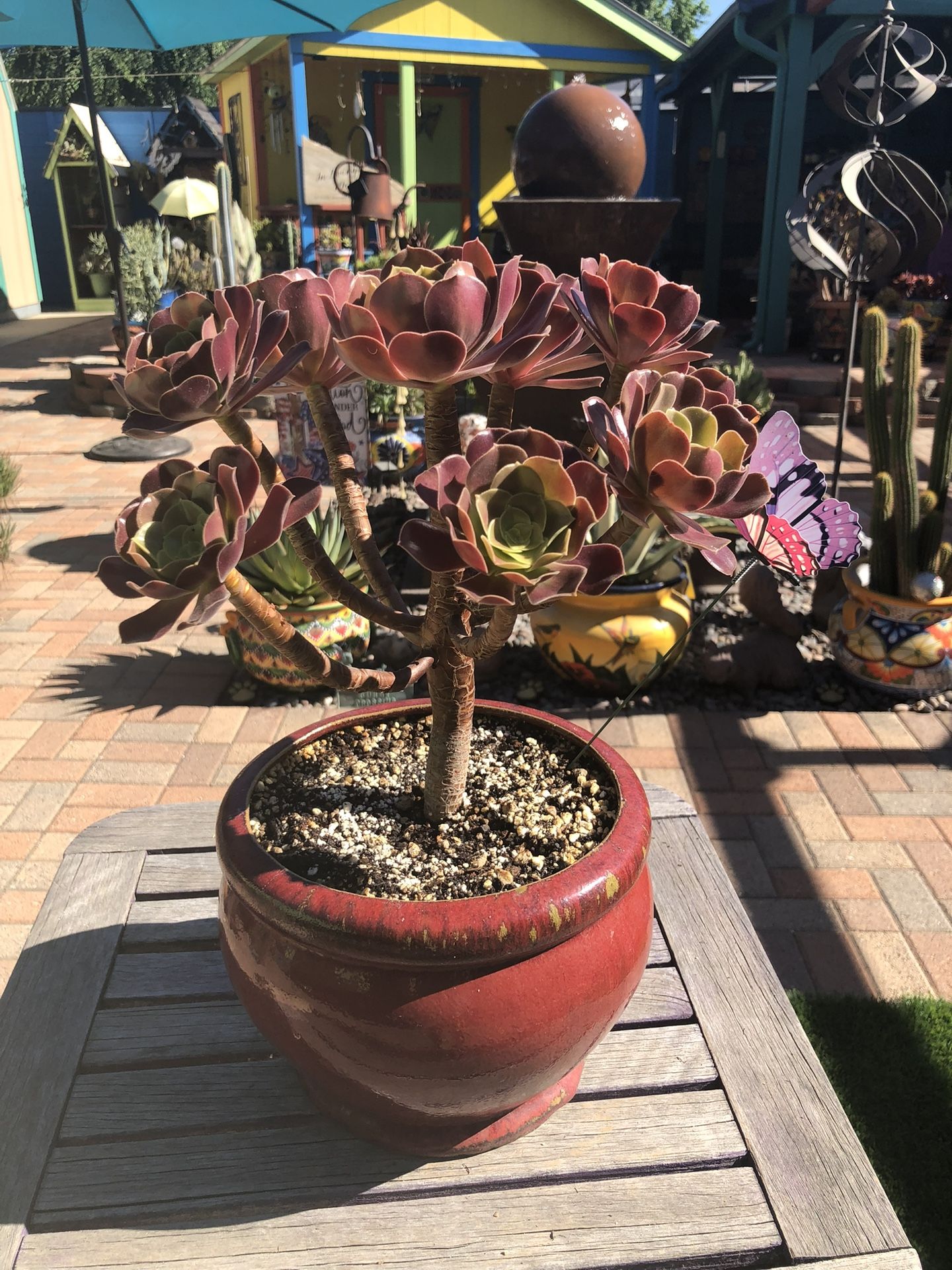 AEONIUM Succulent Plant In A Burgundy Glazed Ceramic Pot
