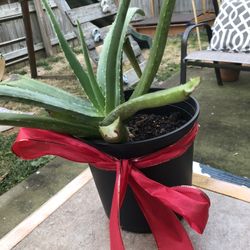 Aloe Plant 