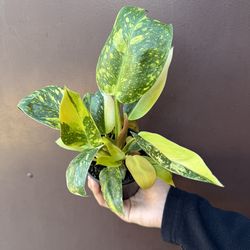 4” Variegated green Congo philodendron w/ multiple plants in the pot
