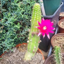 Cactus