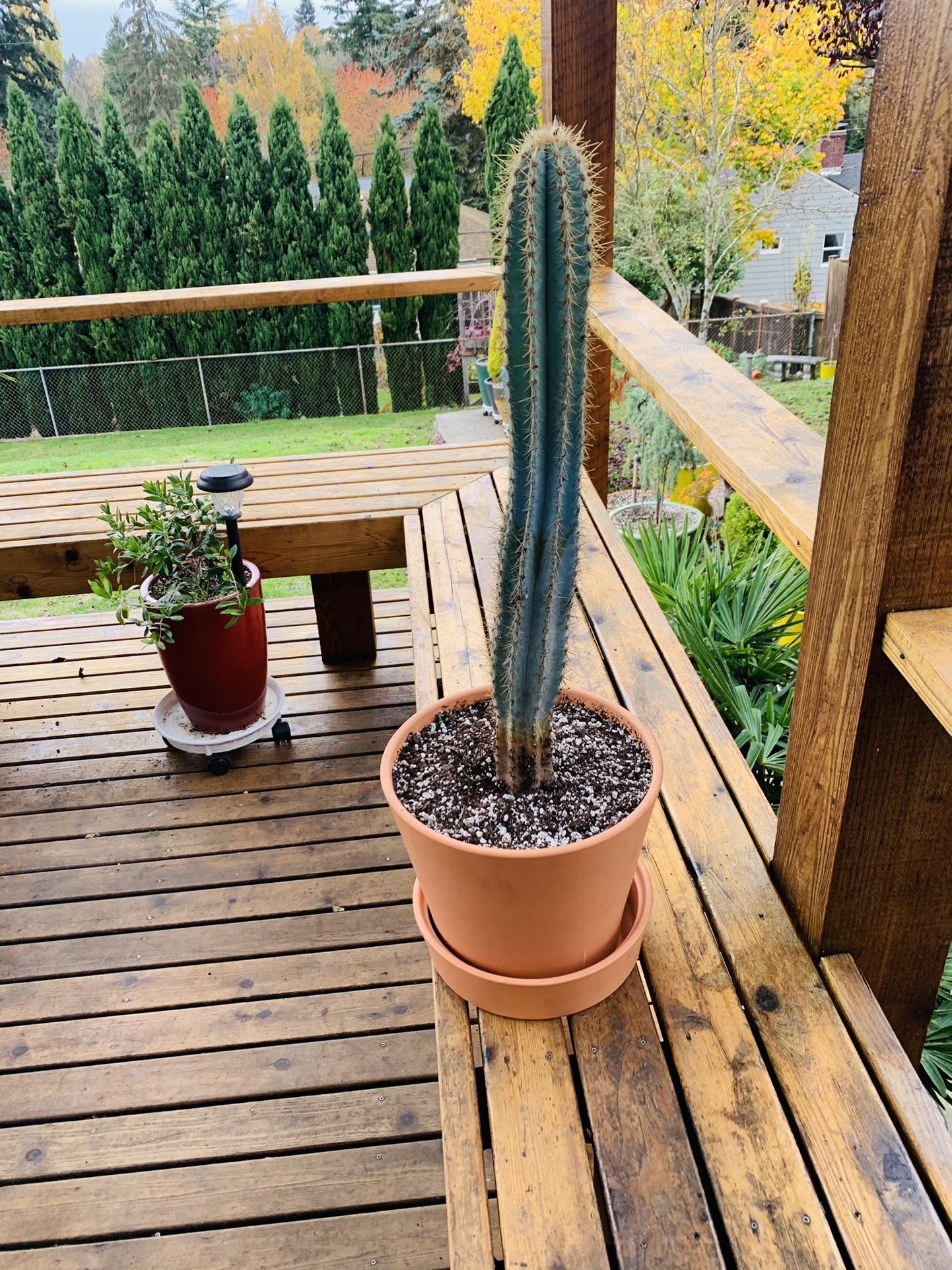Live indoor Blue Columnar (Pilosocereus) cactus 🌵plant in a terra cotta planter pot with base included—firm price