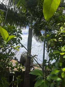 King Palm Seeds