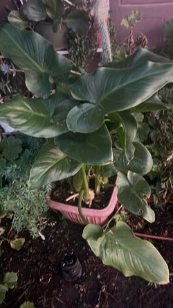 Planta Alcatraz muy grande con ruda