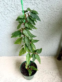 Begonia plant