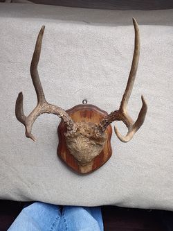 6 Pt Buck Mounted Antlers