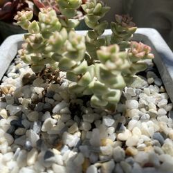 Variegated Baby Necklace Succulent 