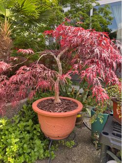 Japanese maple