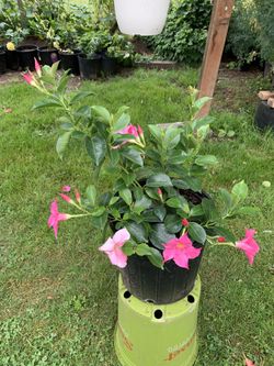 Outdoor Plant