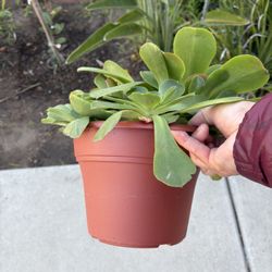 Big succulent plant only $3