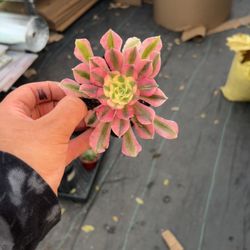 Pink Witch Aeonium | Rare Succulent Plant 