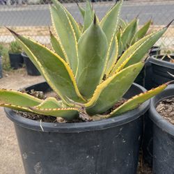 Agave