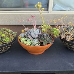 Succulents
