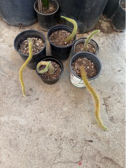 Monkey tail cactus