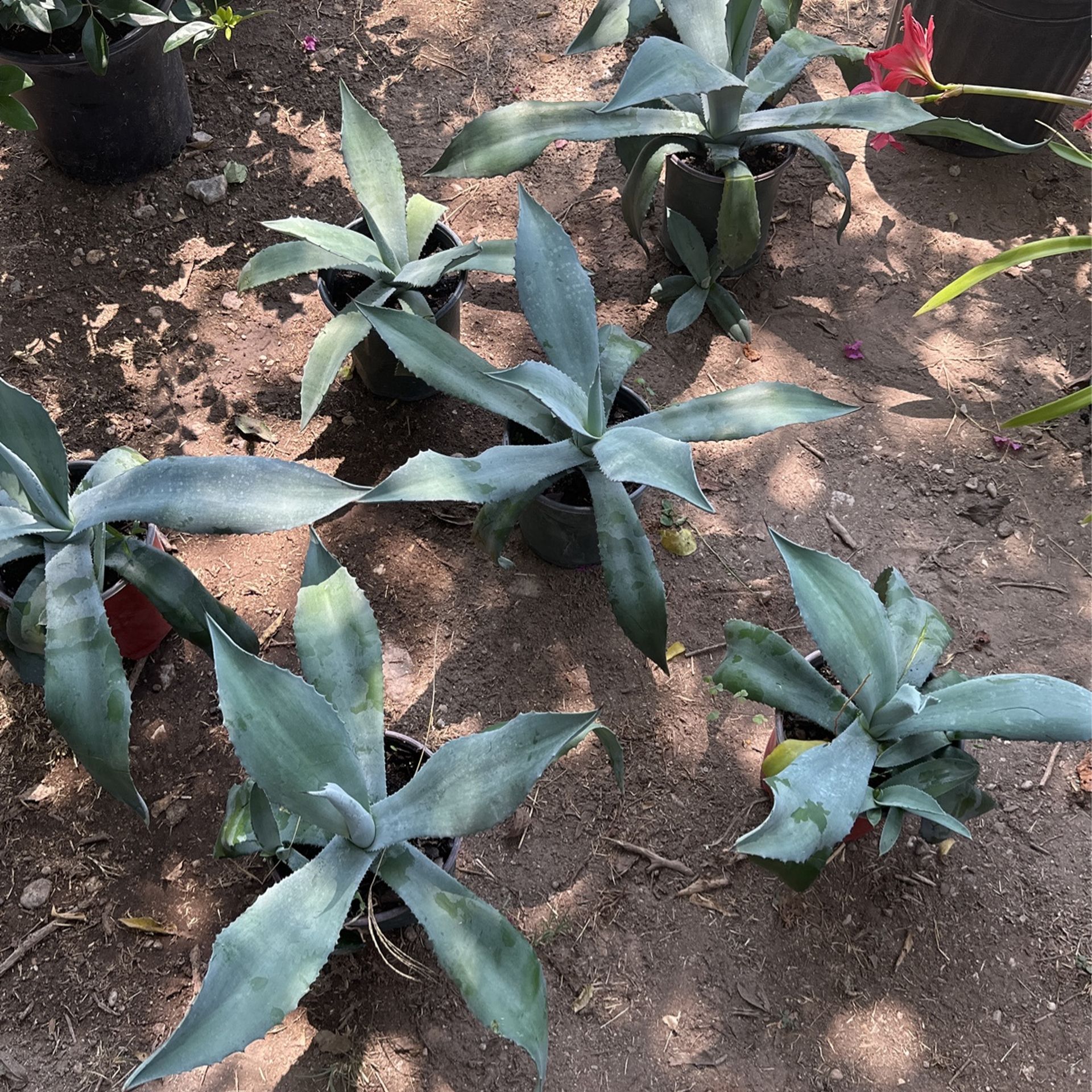 Blue Agave