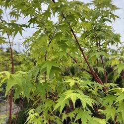 Sango Kaku Japanese Maple