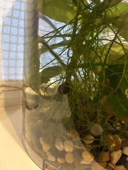 Beta Fish Tank Kit LIVE PLANT AND SNAIL Thumbnail
