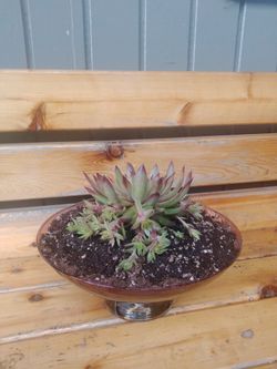 Succulents
