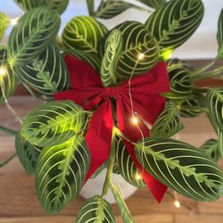 Lemon Lime Maranta 