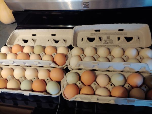 Chicken eggs for Sale in Randle, WA OfferUp